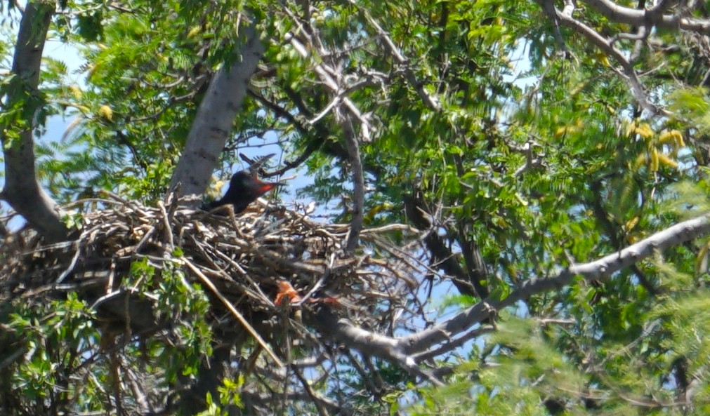 Common Raven - ML448615511