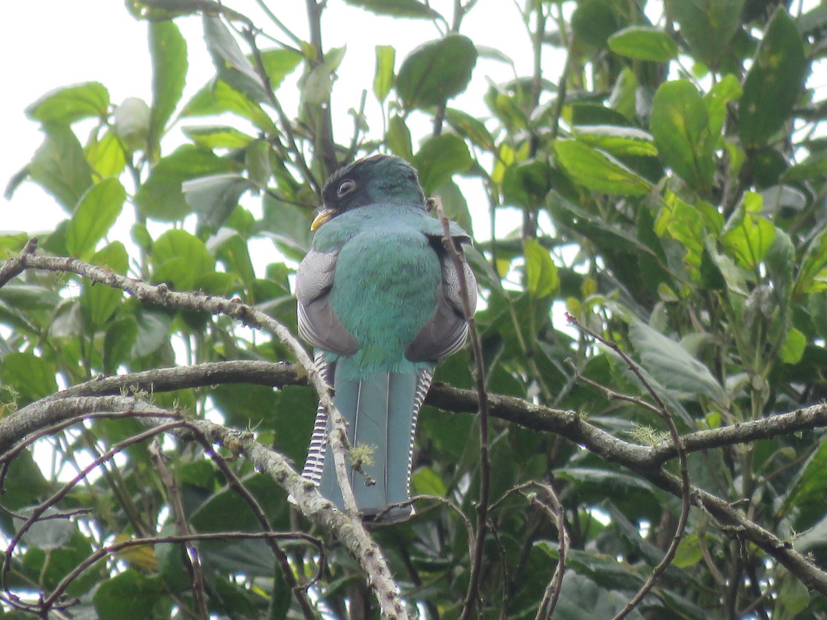 Collared Trogon - Juan Zambrano