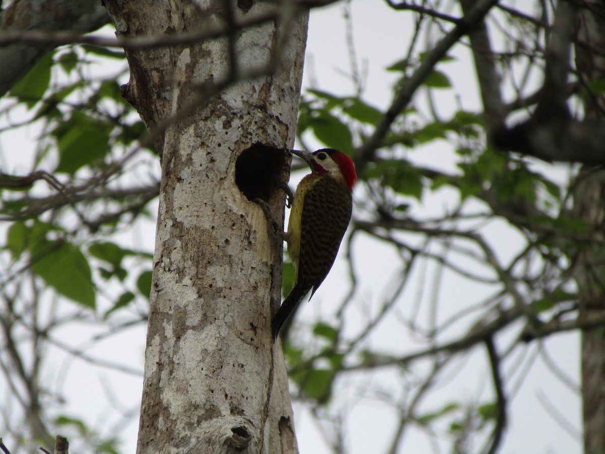 Spot-breasted Woodpecker - ML448616111