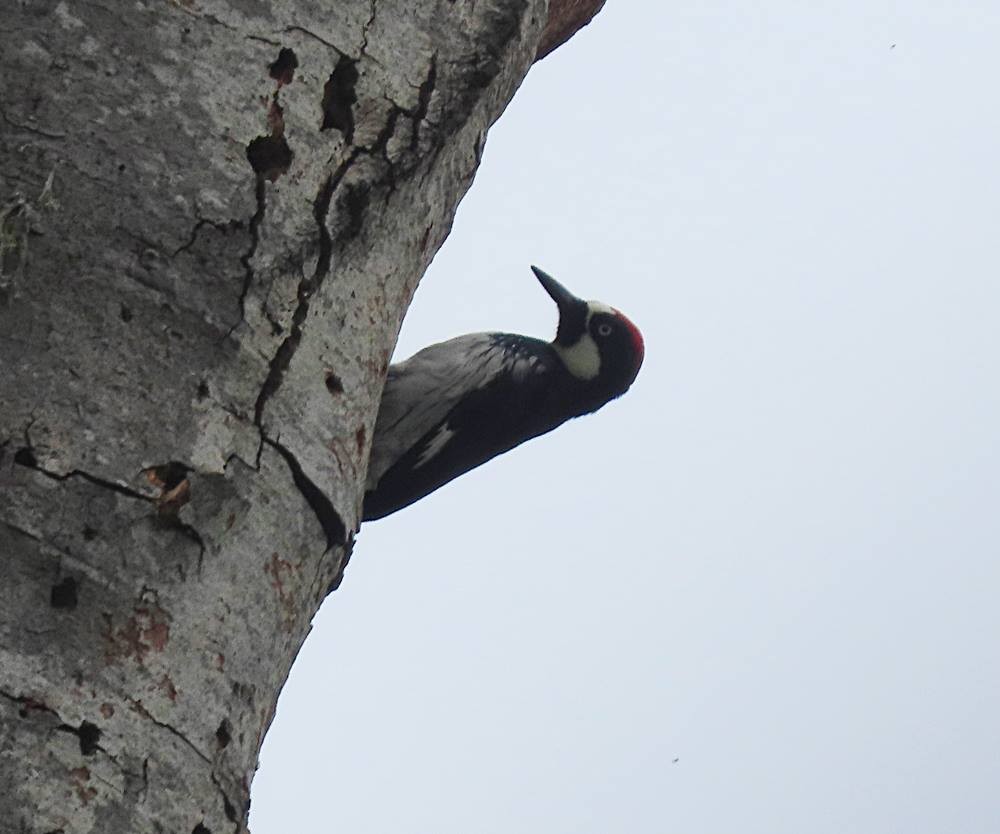 Acorn Woodpecker - ML448616221