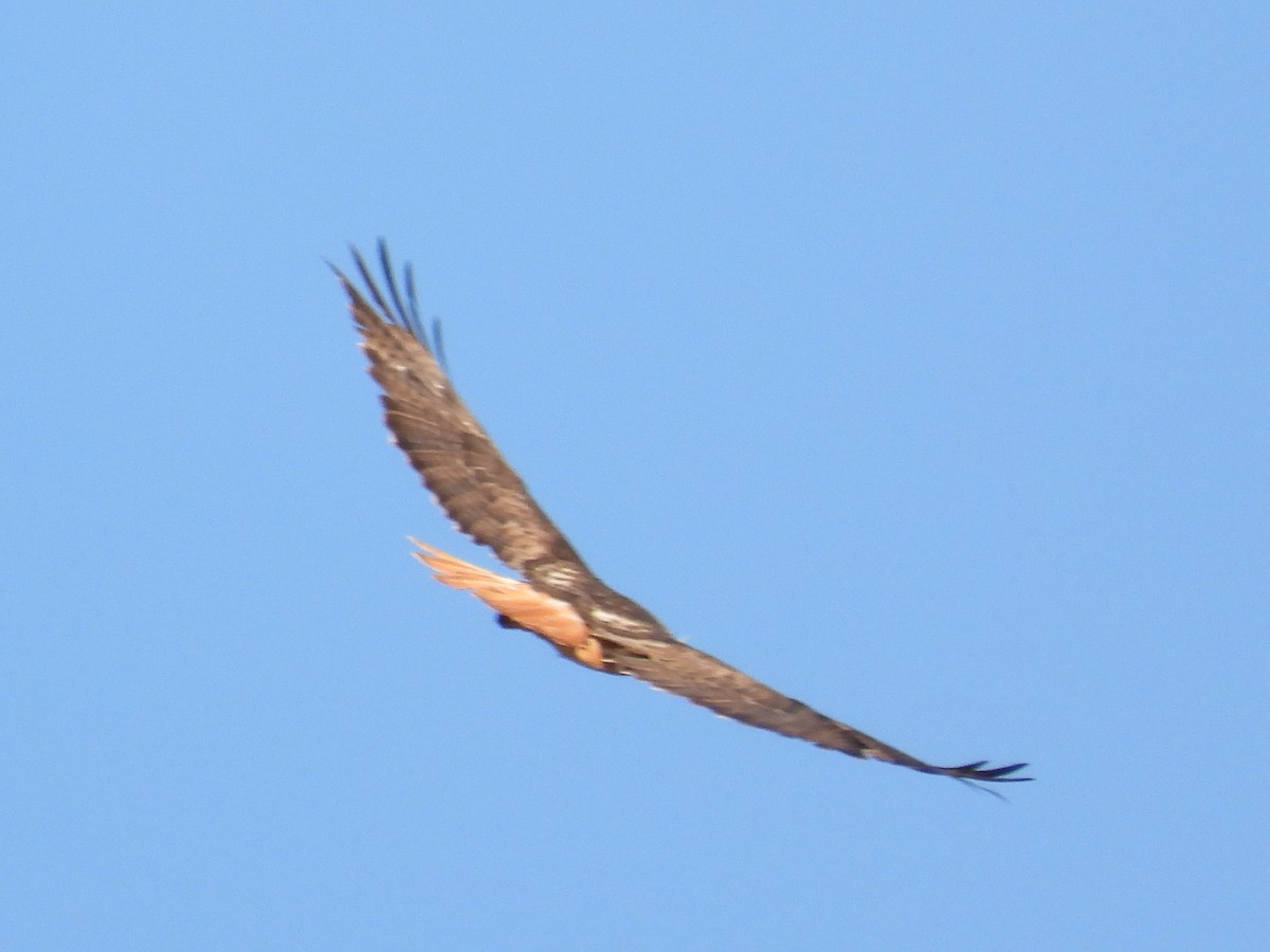 rødstjertvåk - ML448616511