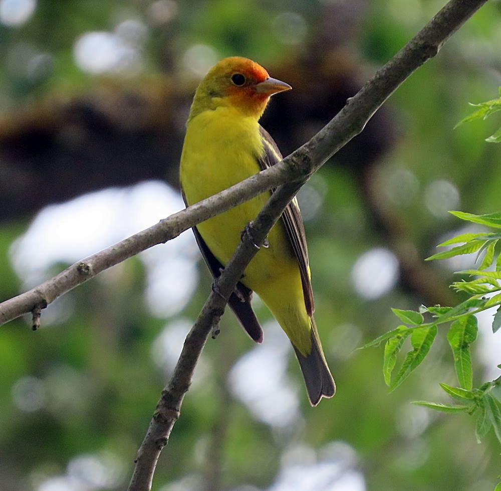 Western Tanager - ML448616721