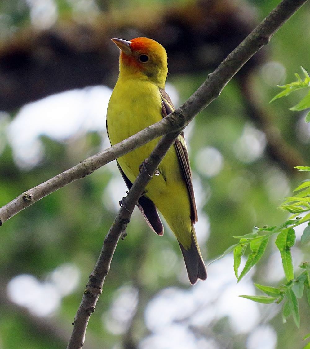 Western Tanager - ML448616731