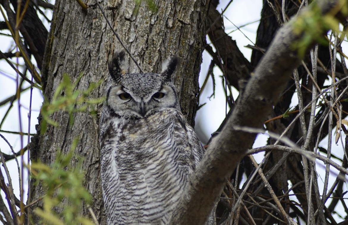 Great Horned Owl - ML448616861