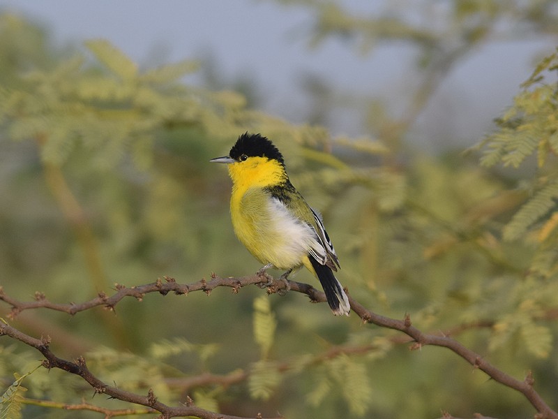 White-tailed Iora - ML448617011