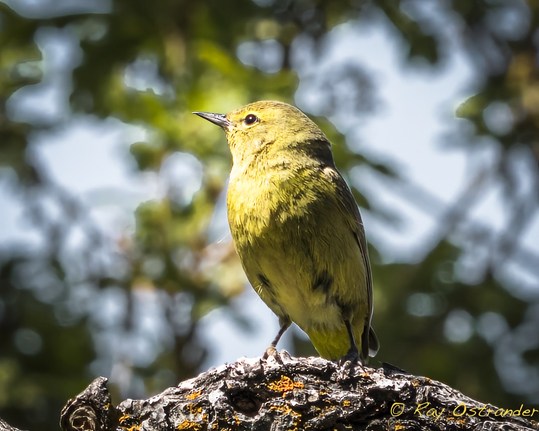 Orange-crowned Warbler - ML448617191