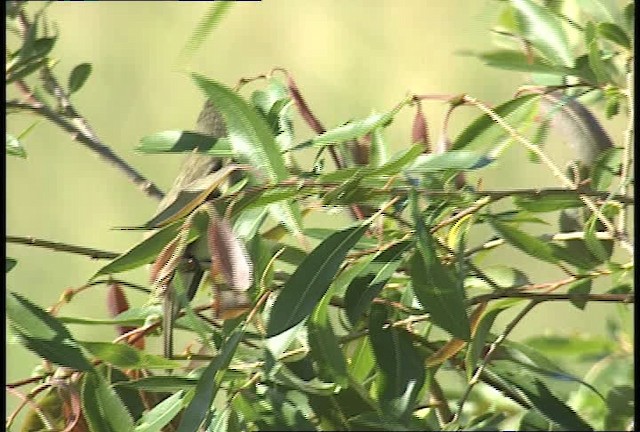 Alder Flycatcher - ML448618