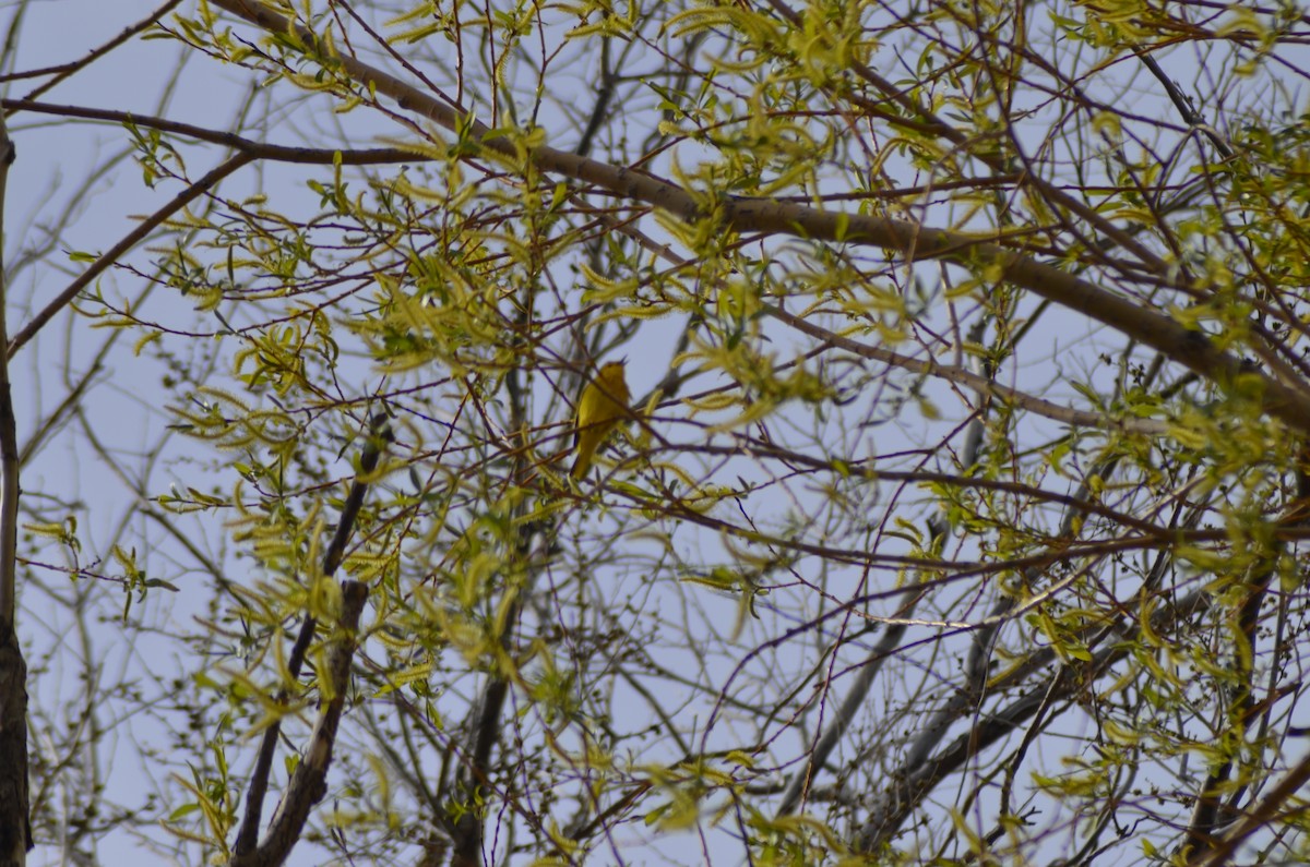 Yellow Warbler - ML448618461