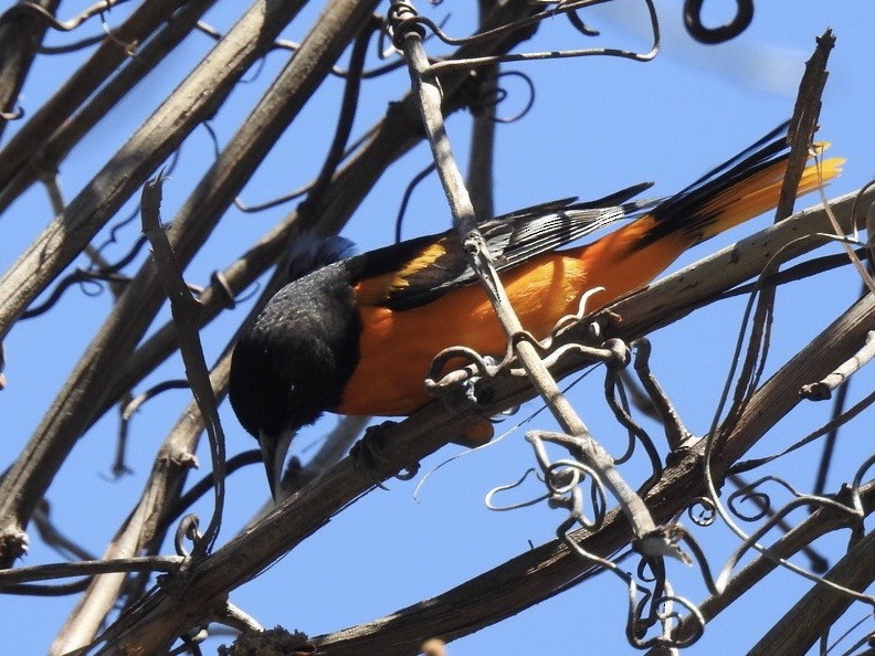 Baltimore Oriole - ML448619501