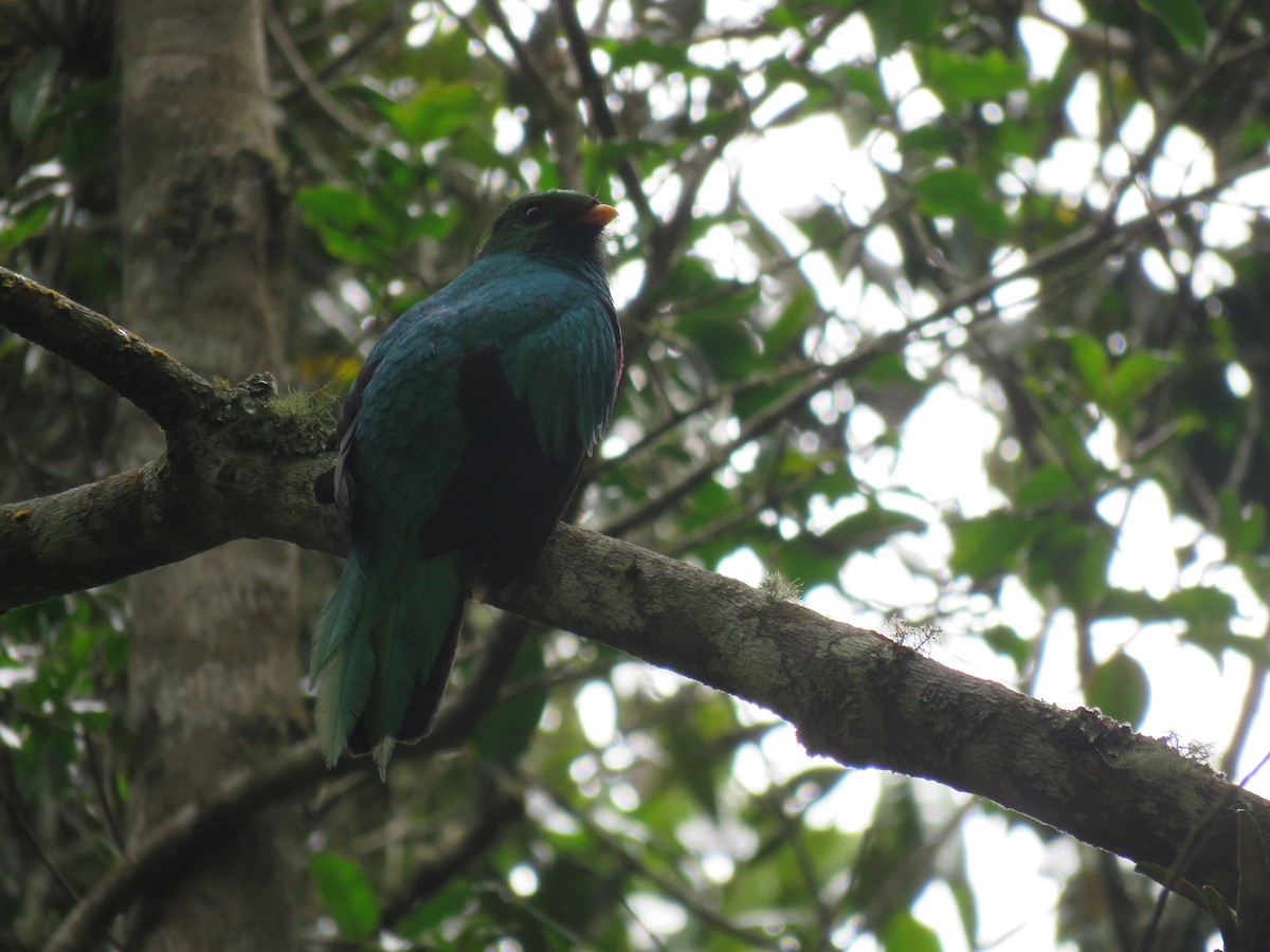 White-tipped Quetzal - Julián Rodríguez