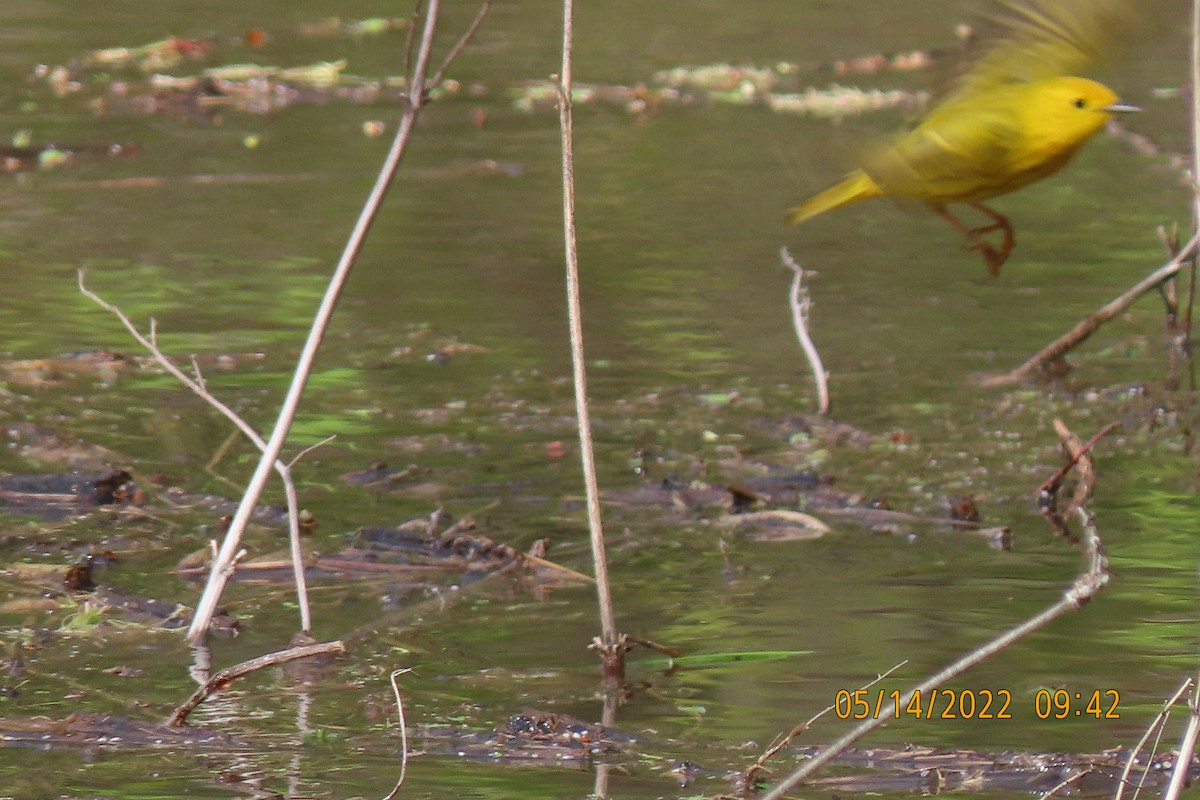 Yellow Warbler (Northern) - ML448623501