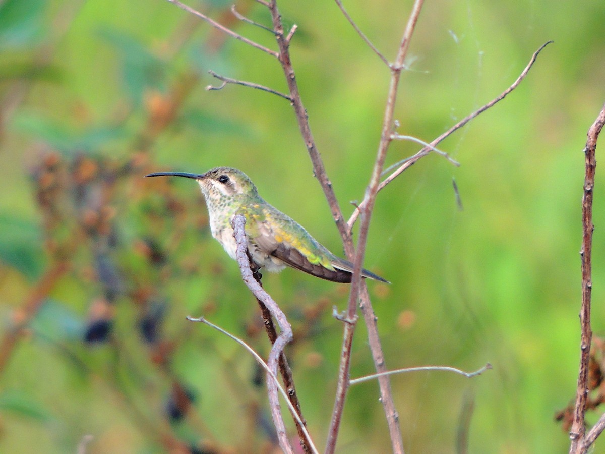 White-tailed Goldenthroat - Carlos Rodriguez