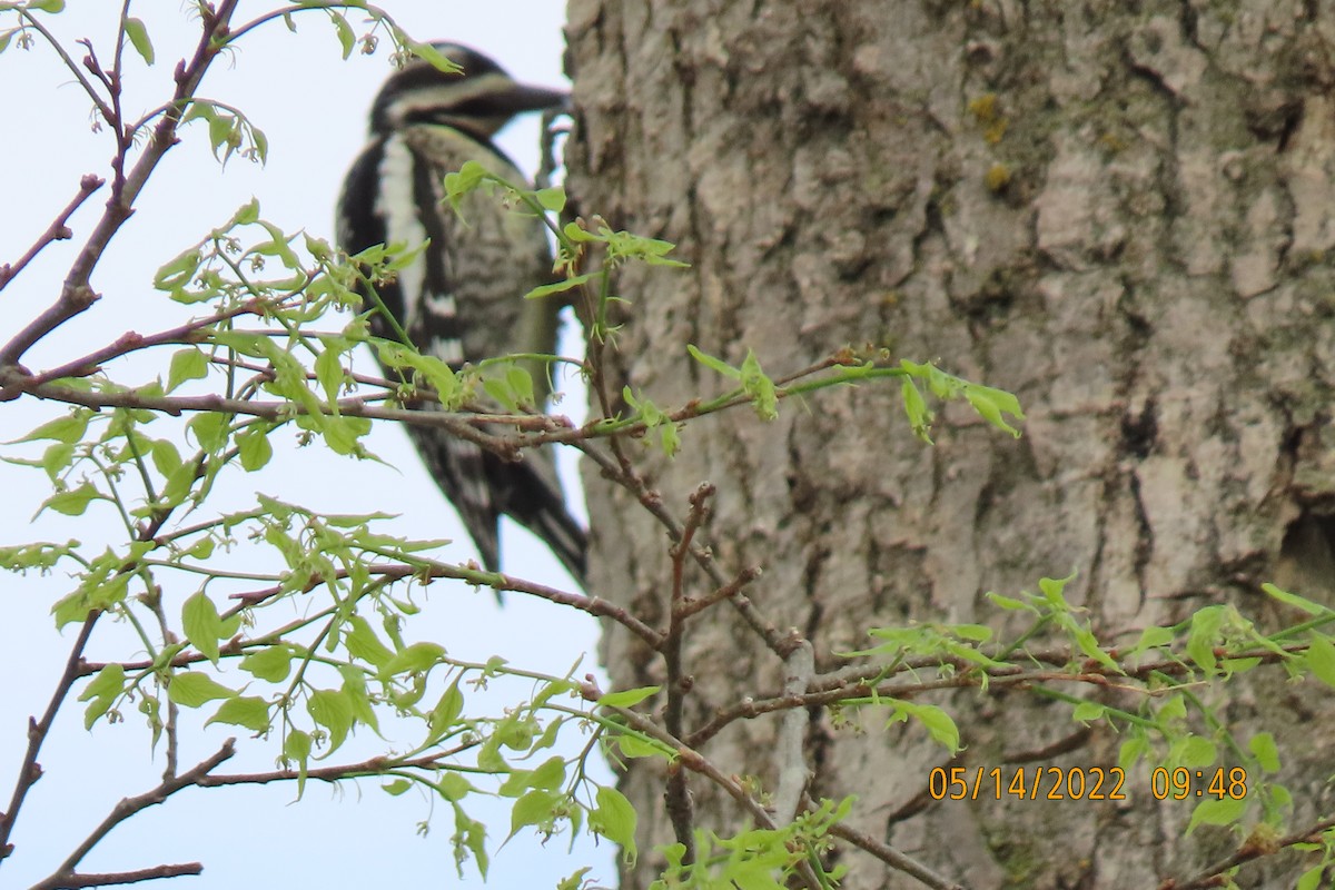Yellow-bellied Sapsucker - ML448624081