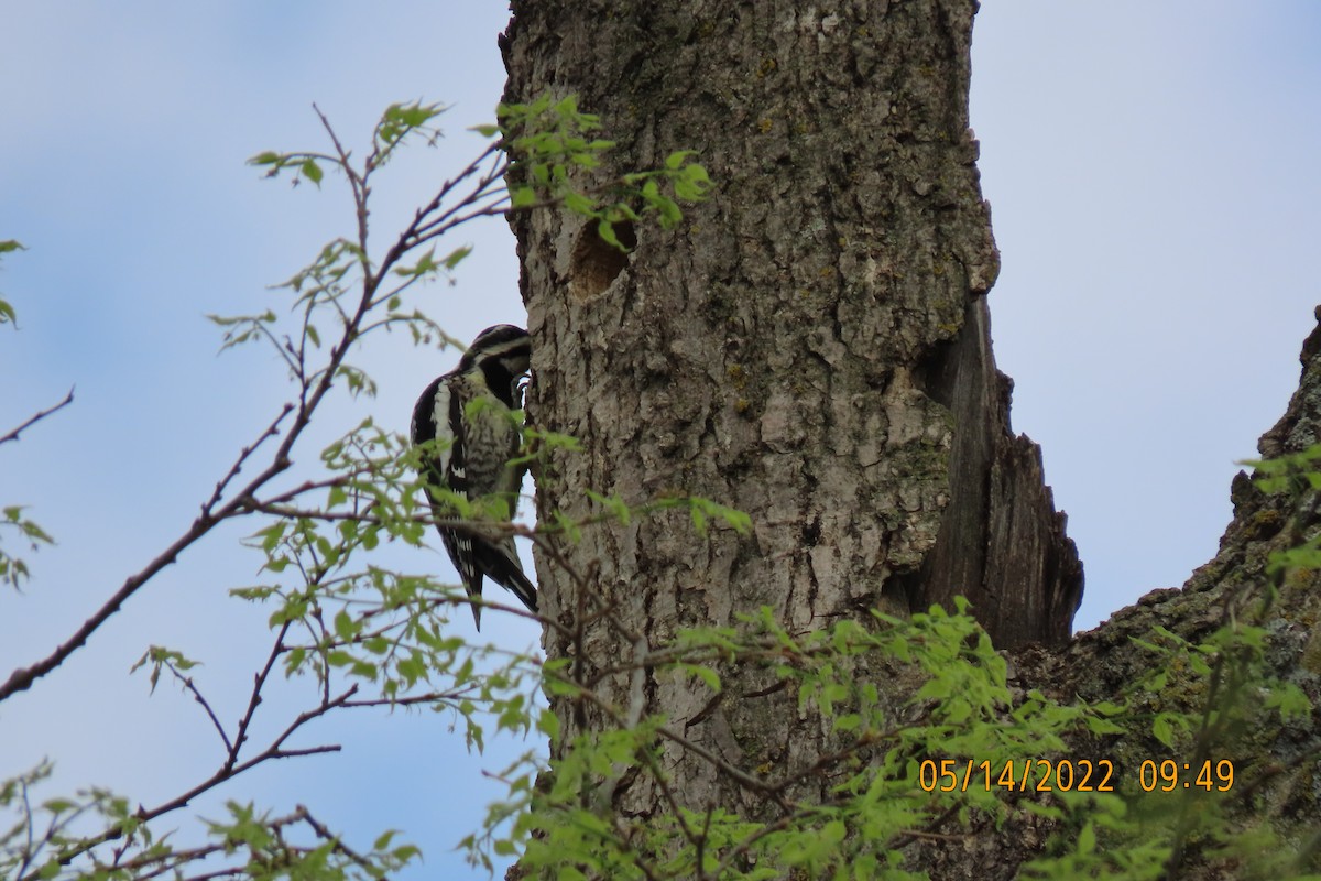 Yellow-bellied Sapsucker - ML448624191