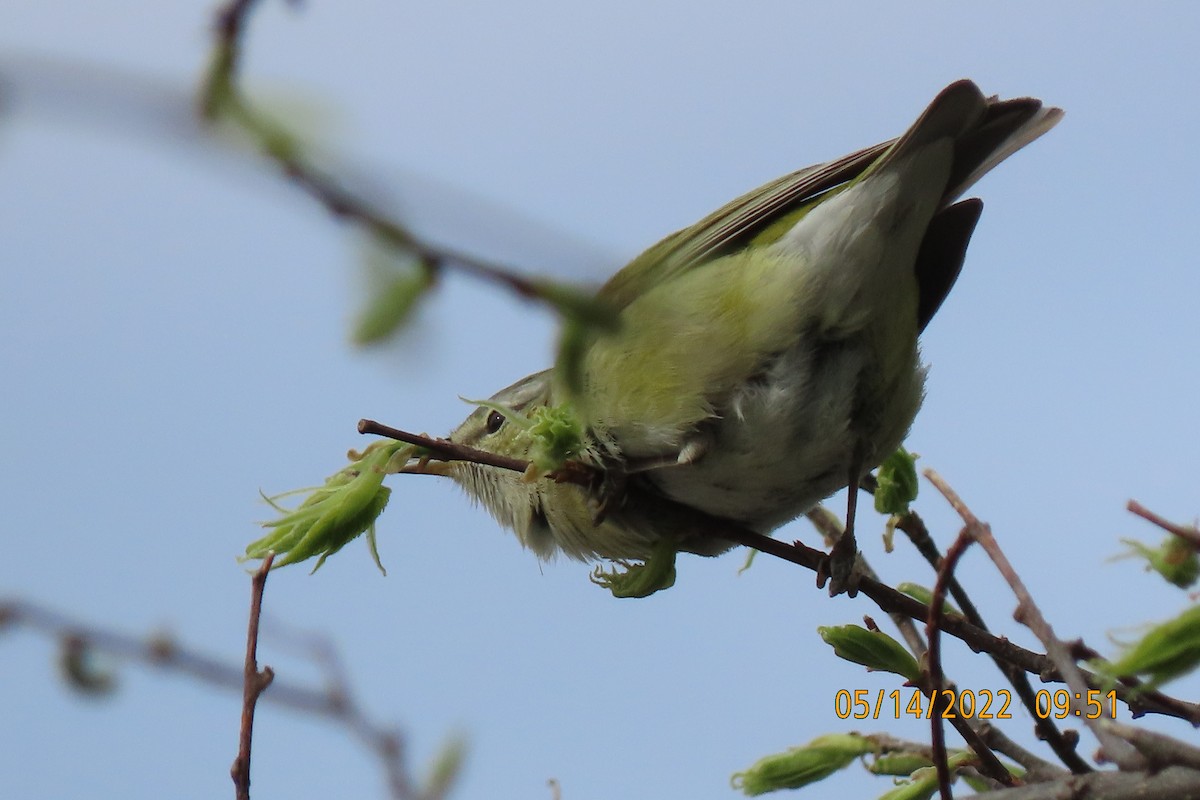 Tennessee Warbler - ML448624781