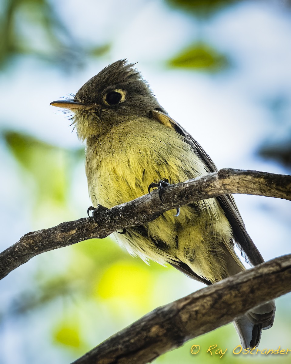 Western Flycatcher (Cordilleran) - ML448624841