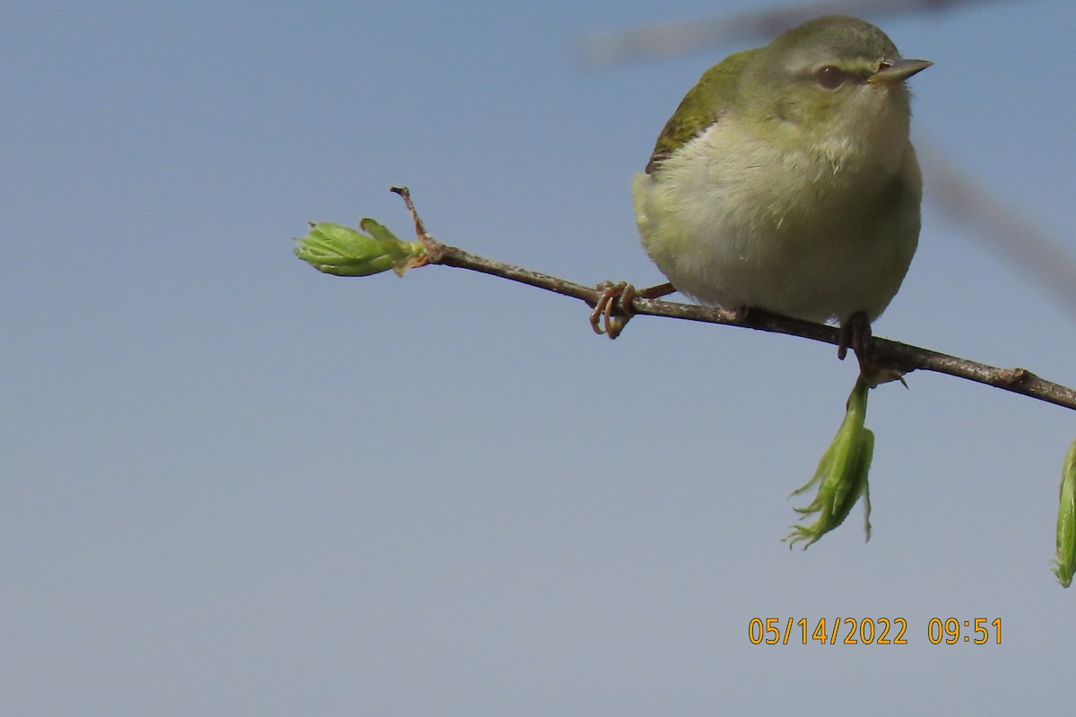 Tennessee Warbler - ML448624981