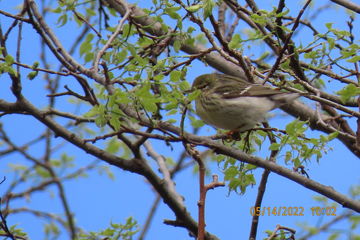 Blackpoll Warbler - ML448625521