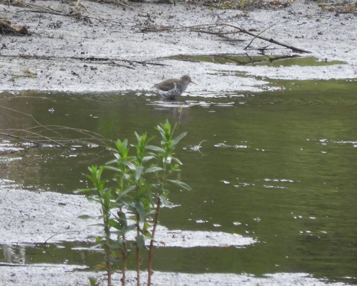 Spotted Sandpiper - ML448625581