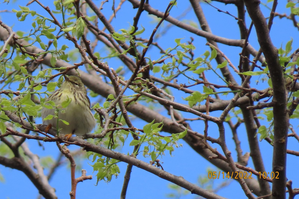Blackpoll Warbler - ML448625631
