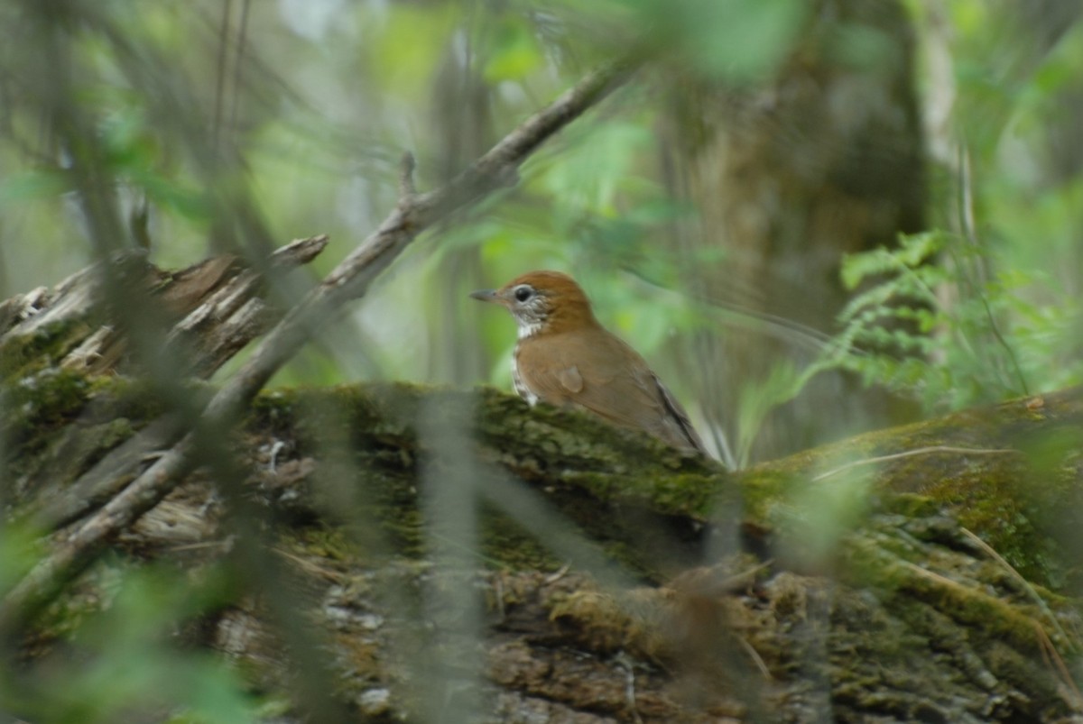 Wood Thrush - ML448625661