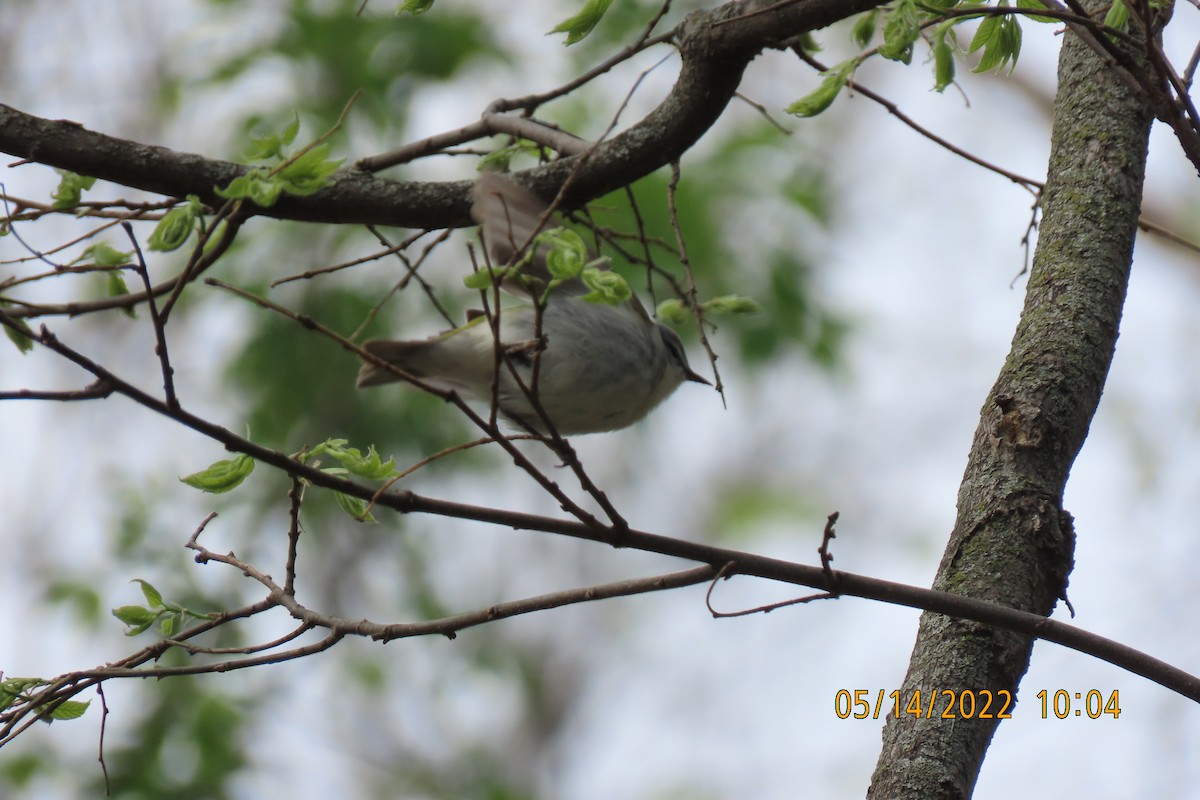 Tennessee Warbler - ML448626651