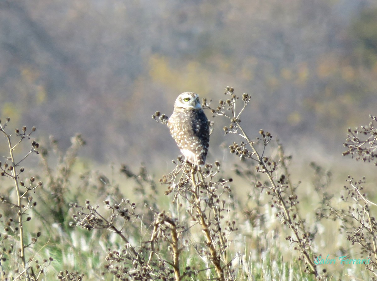 graveugle - ML448626721