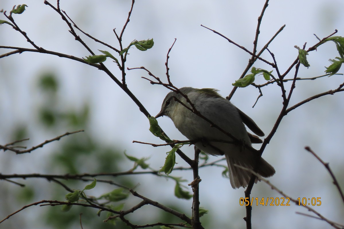 Tennessee Warbler - ML448626791