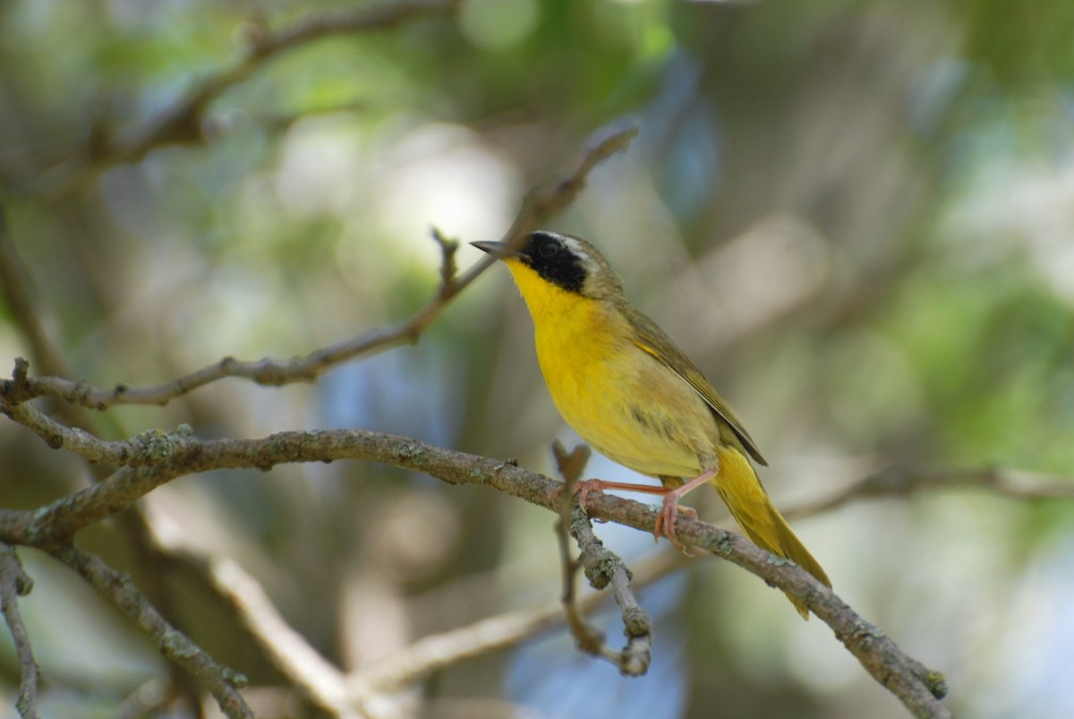 Common Yellowthroat - ML448626831