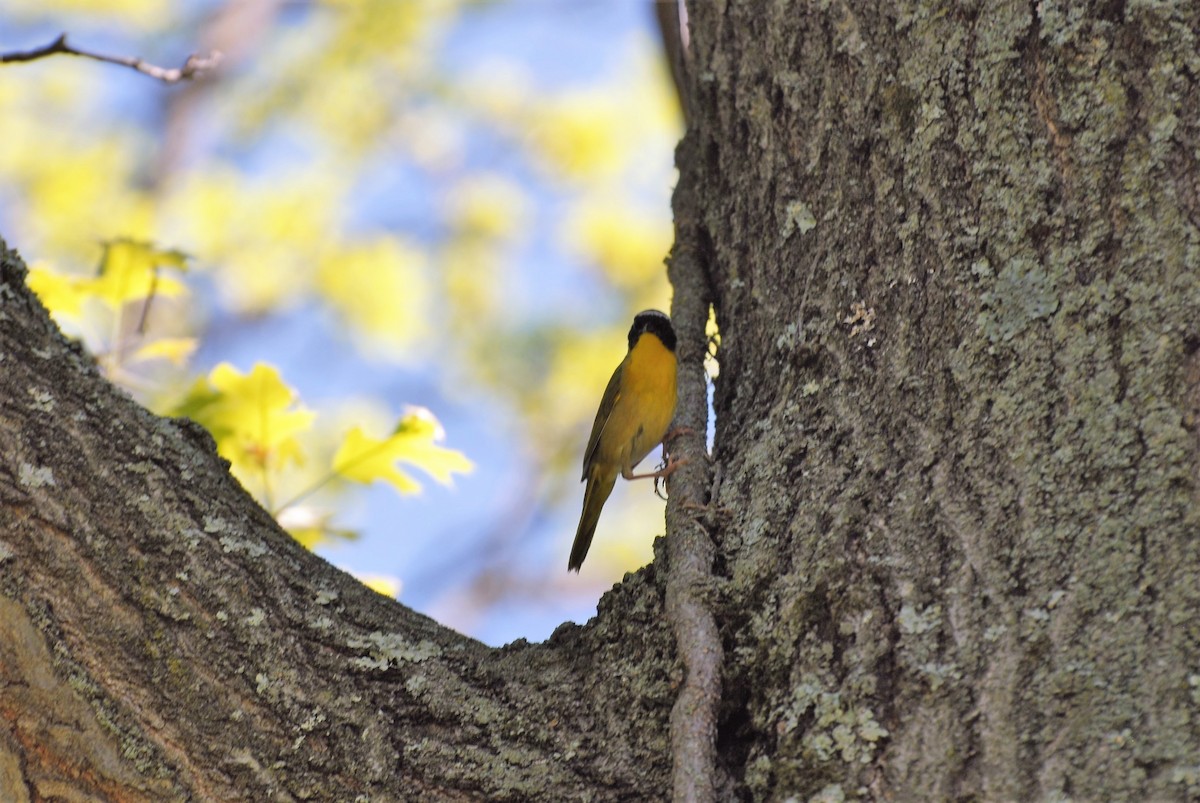 Common Yellowthroat - ML448626851