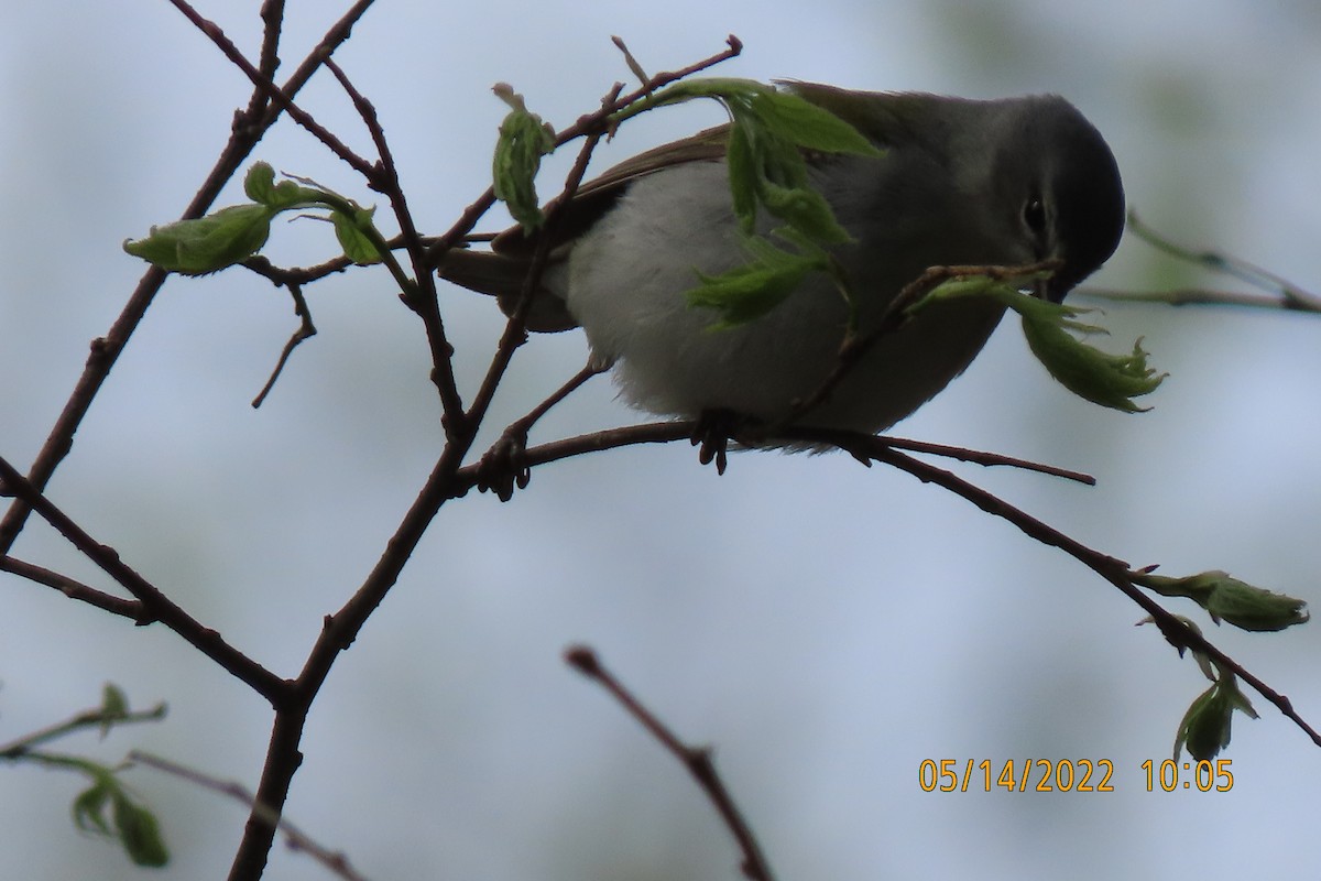 Tennessee Warbler - ML448626941