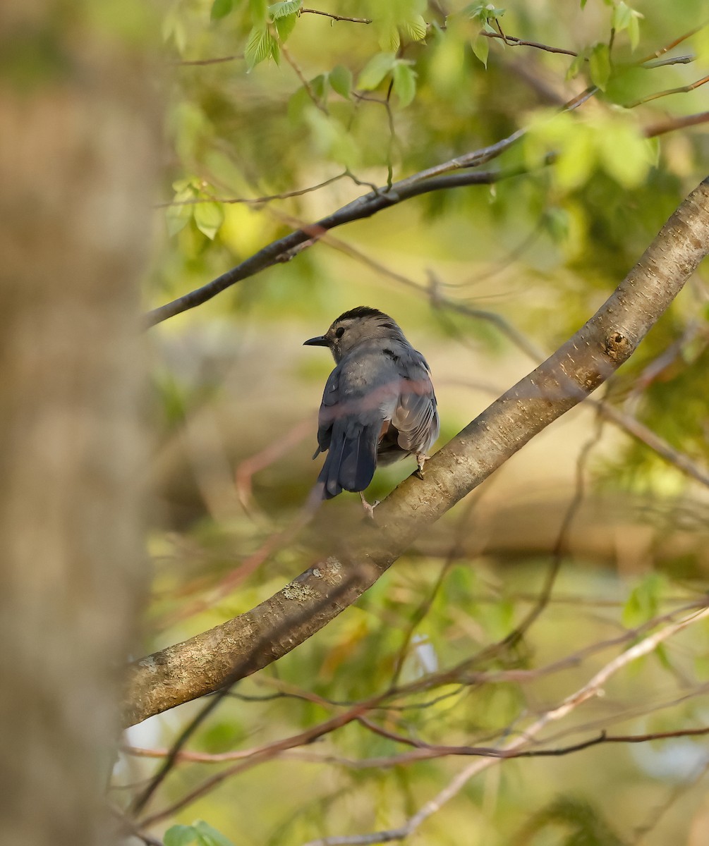 Pájaro Gato Gris - ML448627061