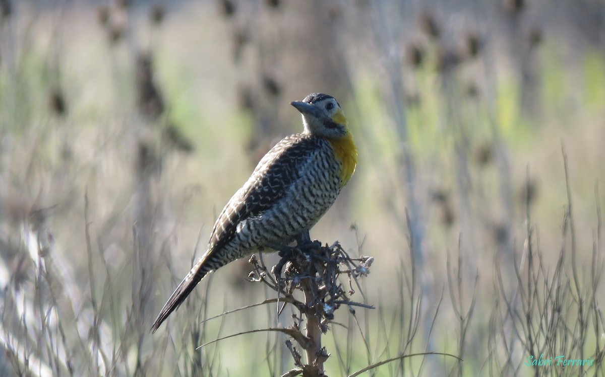 gullmarkspett - ML448627261