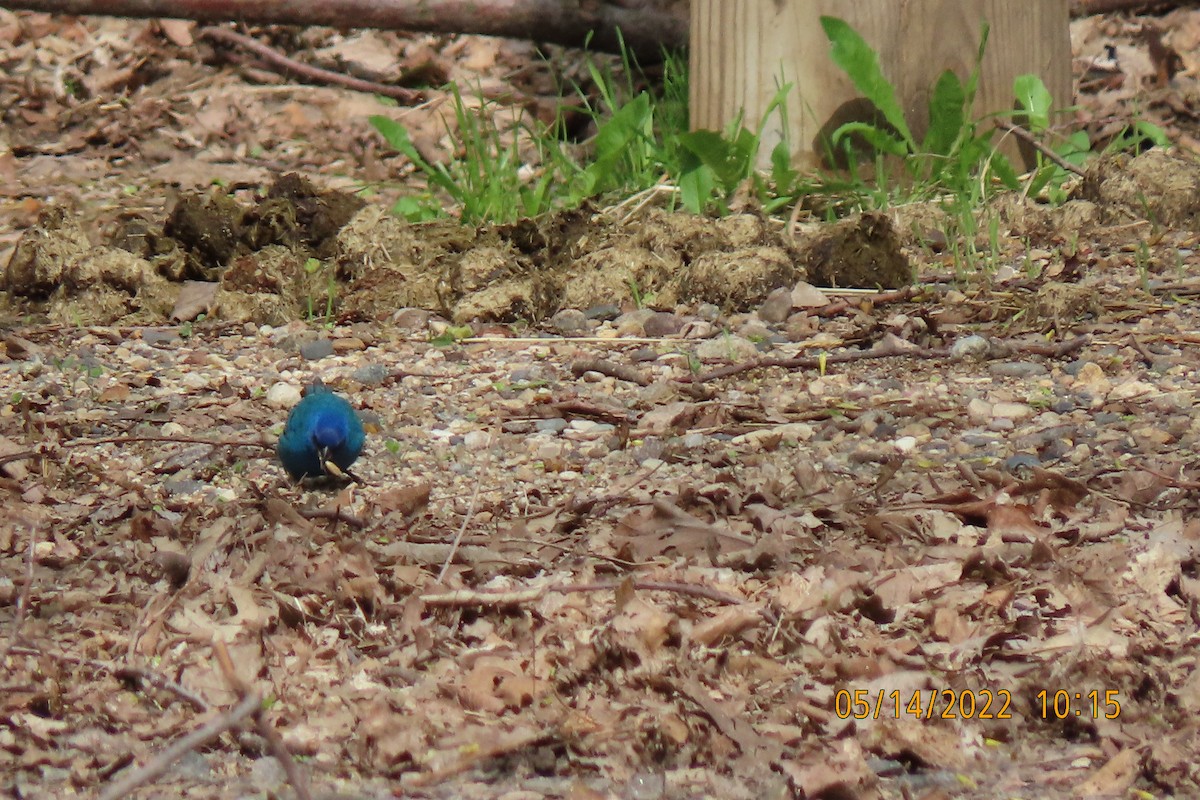 Indigo Bunting - ML448627361