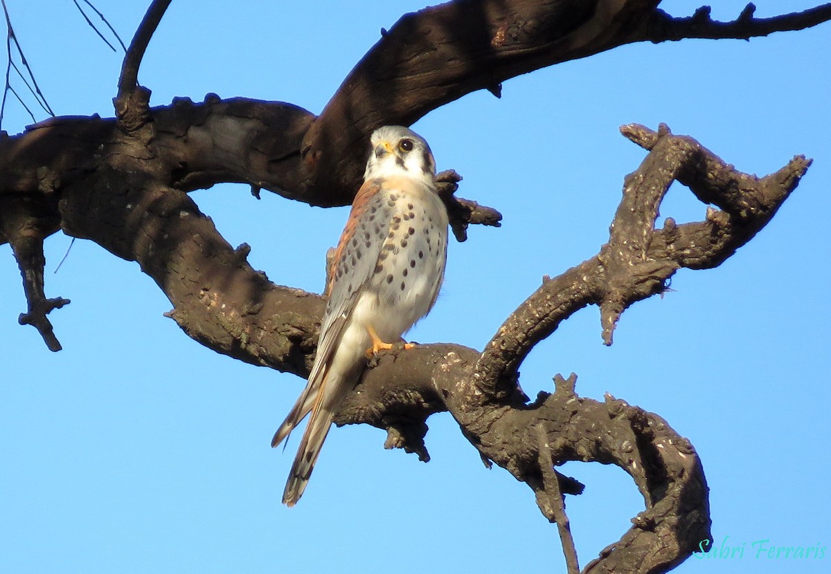 spurvefalk - ML448627421