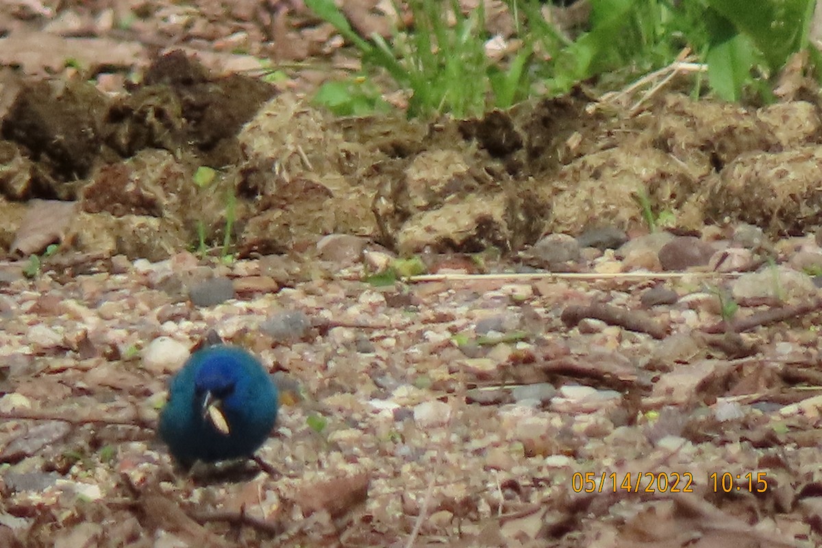Indigo Bunting - ML448627441