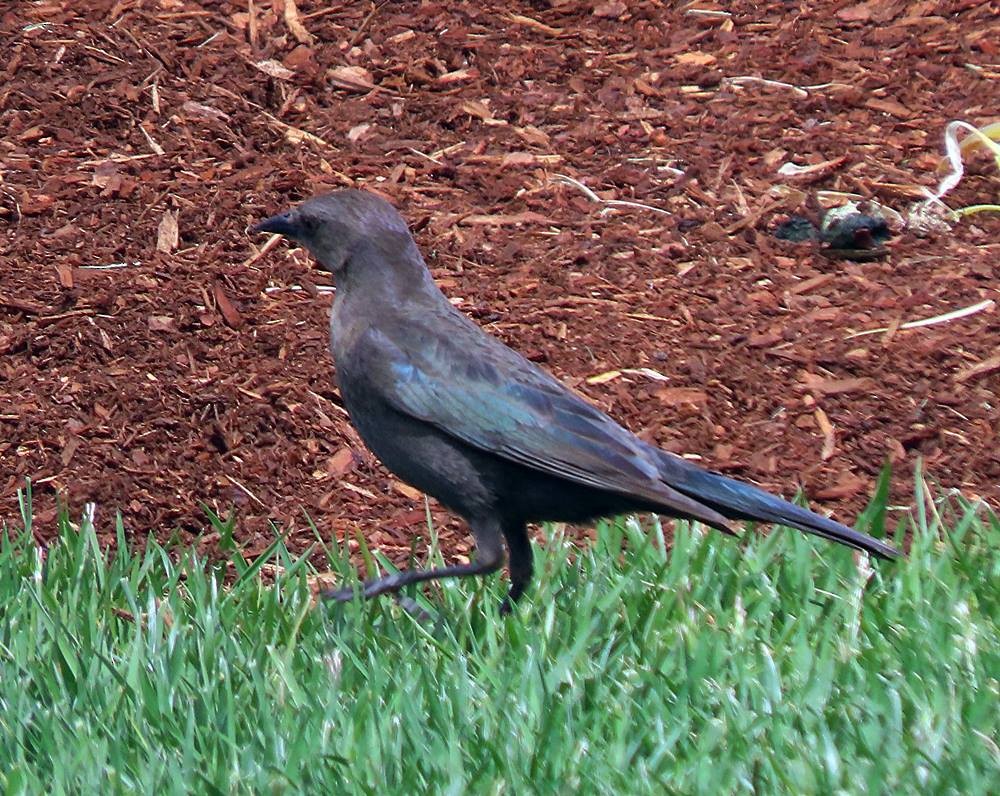 Brewer's Blackbird - ML448627471