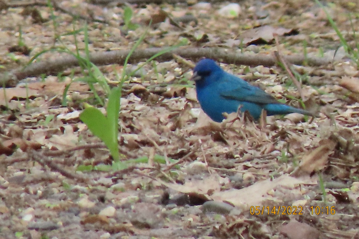 Indigo Bunting - ML448627491