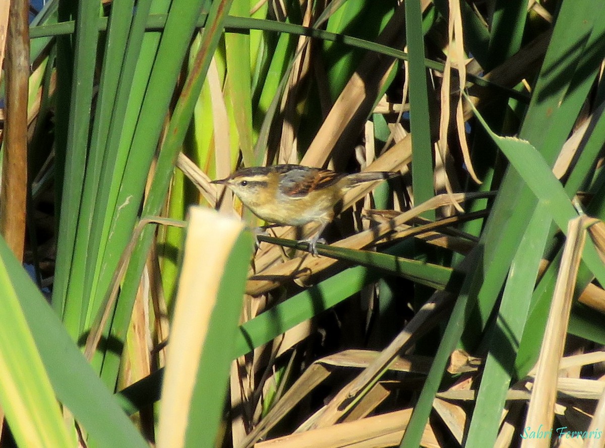 sivkryper - ML448627581