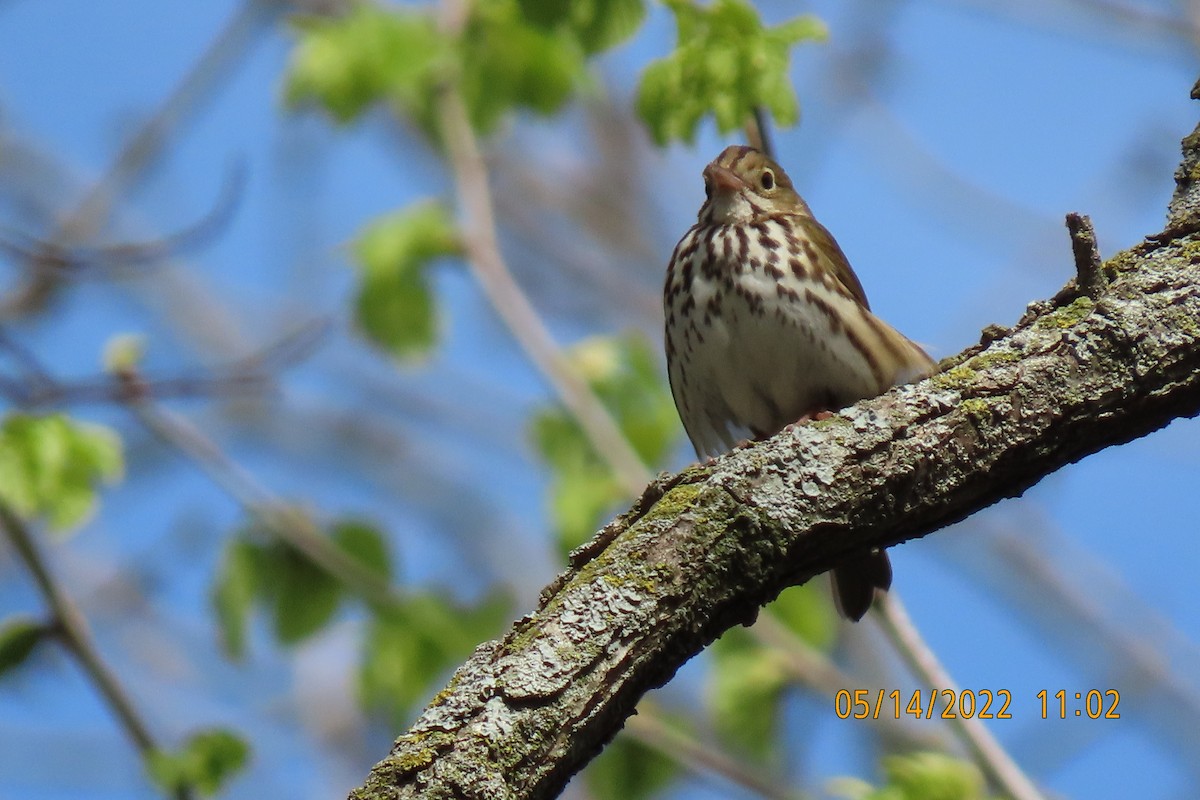 Ovenbird - ML448627681