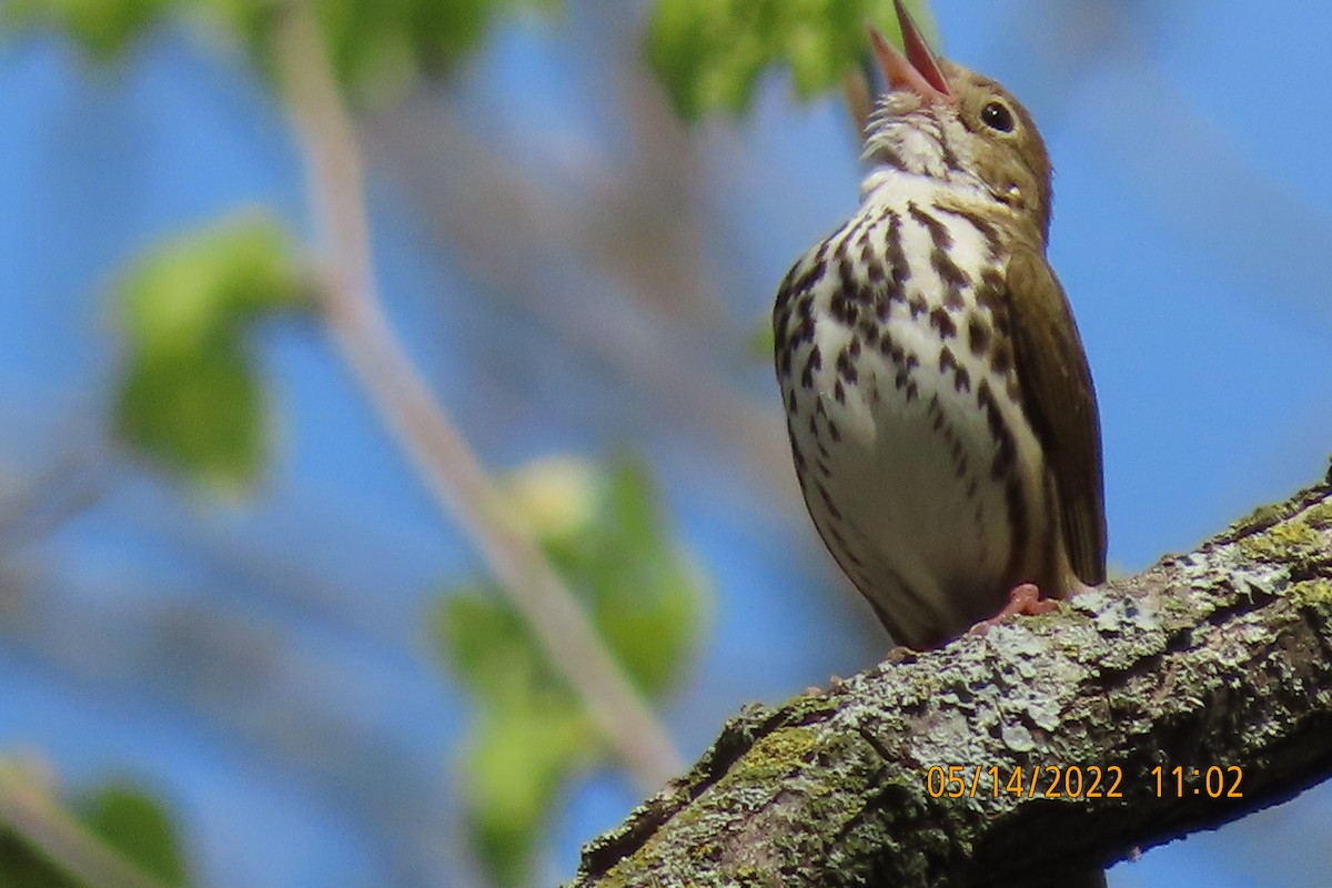 Ovenbird - ML448627771