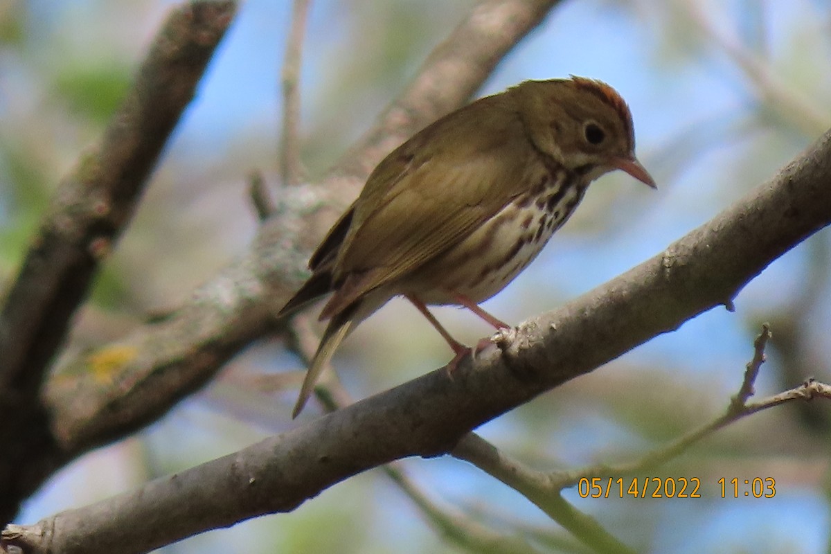 Ovenbird - ML448627991