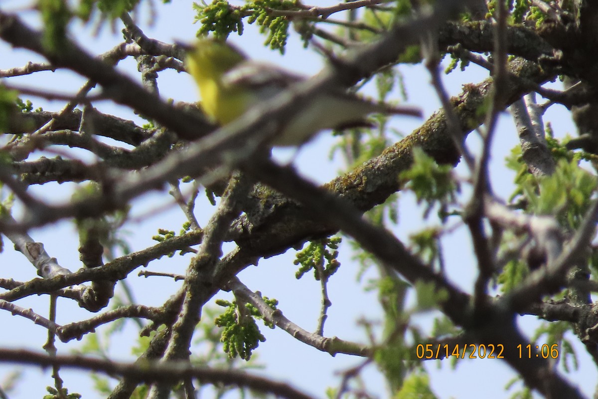 Yellow-throated Vireo - ML448628371