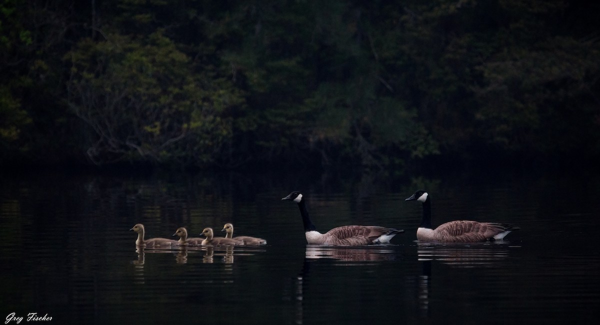 eBird Checklist - 14 May 2022 - Belleplain SF--Lake Nummy - 11 species