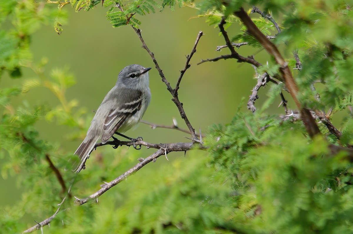 Straneck's Tyrannulet - ML448628701