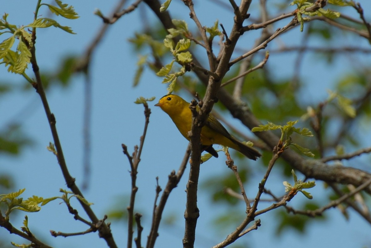 Wilson's Warbler - ML448628751