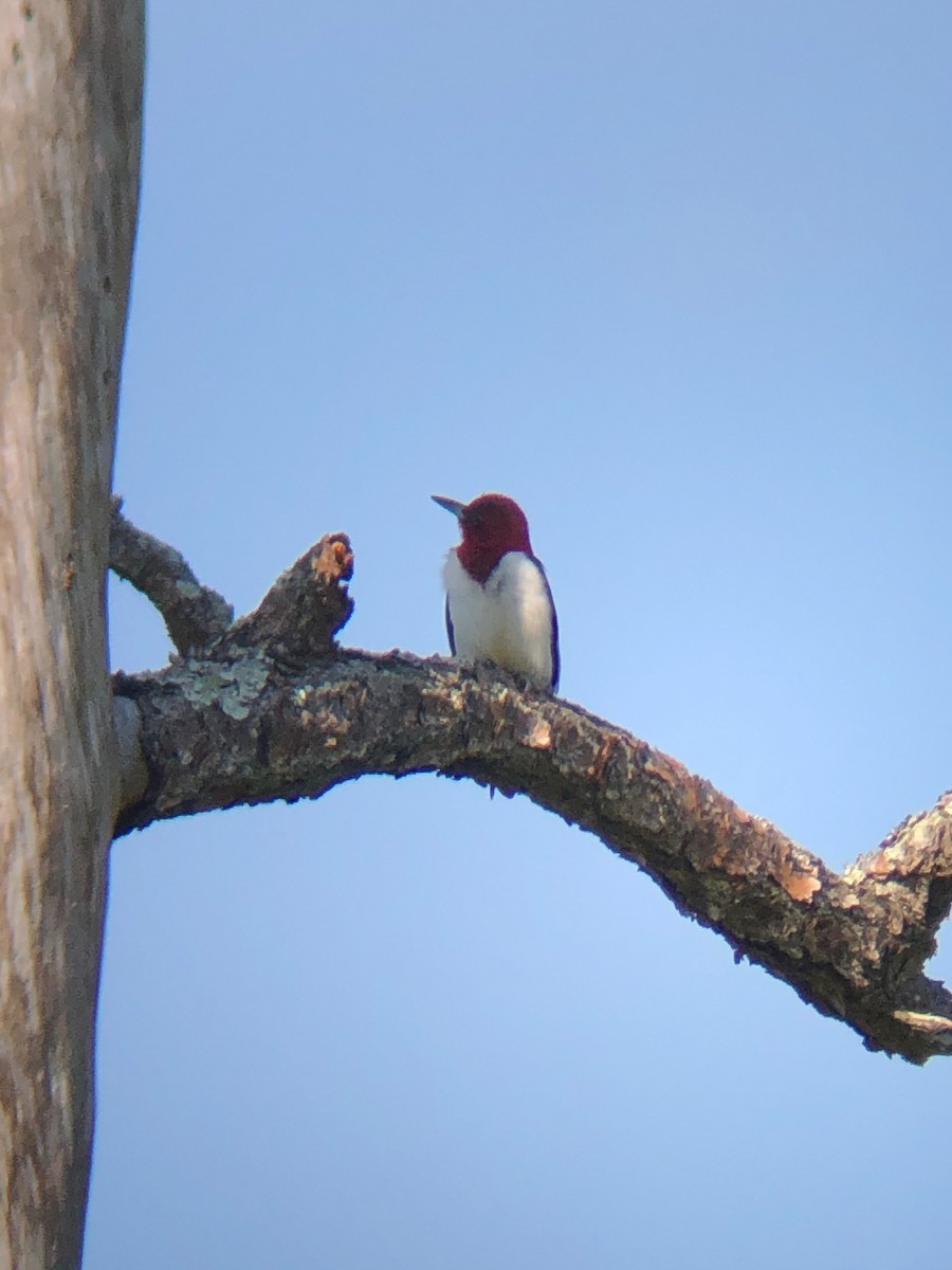 Red-headed Woodpecker - Christa Evans