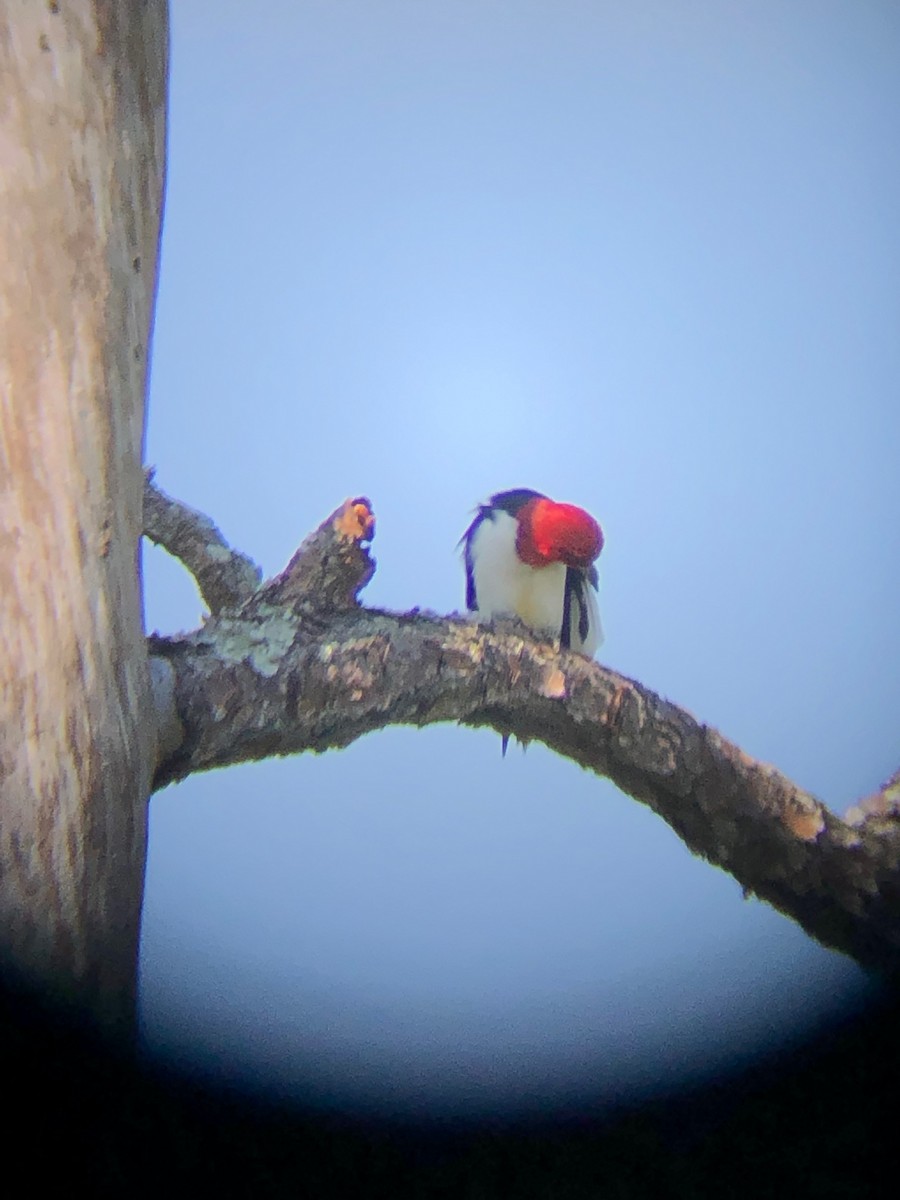 Red-headed Woodpecker - Christa Evans