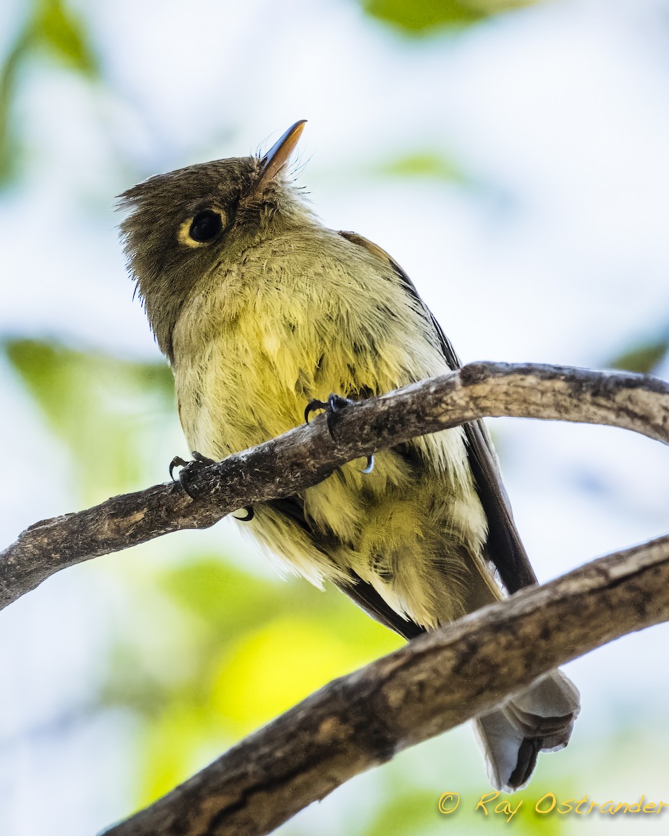 Western Flycatcher (Cordilleran) - ML448633561