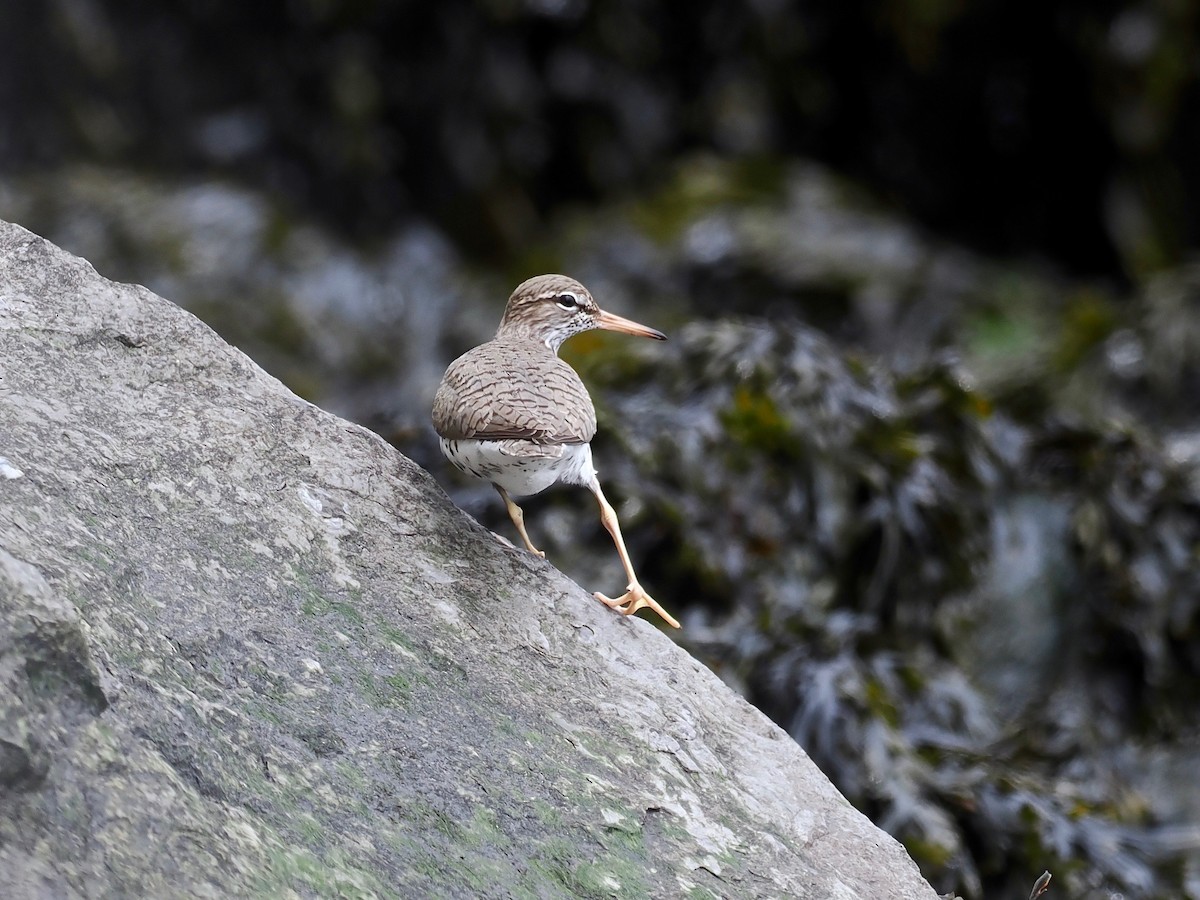 Spotted Sandpiper - Gabriel Willow